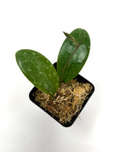Load image into Gallery viewer, Hoya Erythrostemma ‘Shocking Pink’