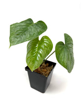 Load image into Gallery viewer, Philodendron Sodiroi Ornatum