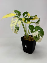 Load image into Gallery viewer, Monstera Adansonii Variegated C