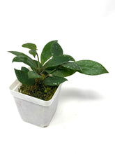 Load image into Gallery viewer, Hoya Walliniana UT-152