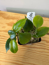 Load image into Gallery viewer, 139. Hoya Sunrise