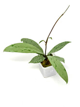 Load image into Gallery viewer, Hoya Pubicalyx Pink Silver Ghost A
