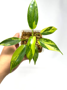 Philodendron Florida Beauty D