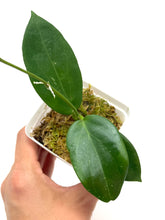 Load image into Gallery viewer, Hoya Sanguine (Mindorensis x Erythrostemma)