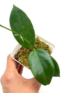 Hoya Sanguine (Mindorensis x Erythrostemma)