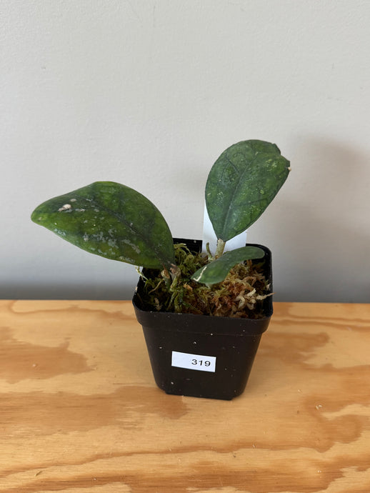 319. Hoya Deykeae