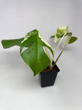 Load image into Gallery viewer, Monstera Deliciosa Albo Variegated J