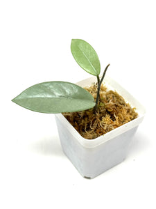 Hoya Wilbur Graves Silver A