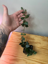 Load image into Gallery viewer, 55. Hoya Lacunosa Silver