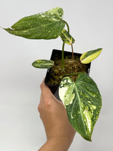 Load image into Gallery viewer, Philodendron Gloriosum Variegated D