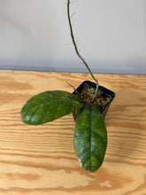 Load image into Gallery viewer, 146. Hoya Deykeae