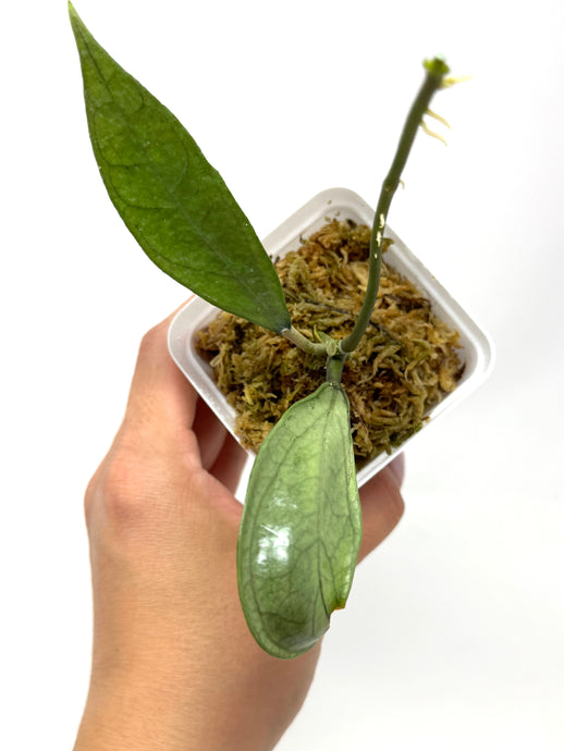 Hoya Germany Silver E