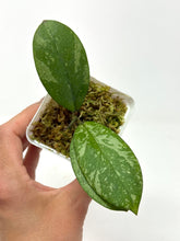 Load image into Gallery viewer, Hoya Meena Silver  (H. Crassipetiolata Splash x H. 'Michele') D