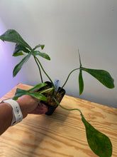 Load image into Gallery viewer, 36. Philodendron 69686