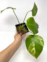 Load image into Gallery viewer, Monstera Deliciosa Aurea Variegated E