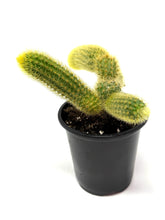 Load image into Gallery viewer, Cleistocactus Winteri (Golden Rat Tail Cactus) - Ships within Canada only