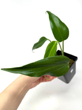 Load image into Gallery viewer, Philodendron Burle Marx Flame C