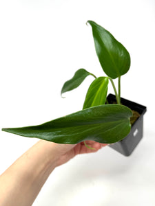 Philodendron Burle Marx Flame C