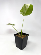 Load image into Gallery viewer, Monstera Deliciosa Albo Variegated D