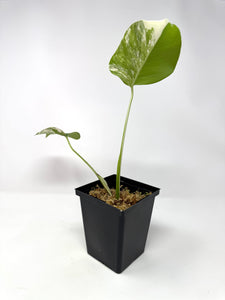 Monstera Deliciosa Albo Variegated D