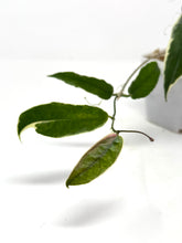 Load image into Gallery viewer, Hoya Kenejiana Albo Variegated