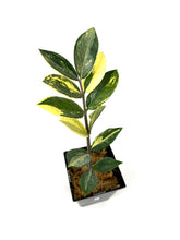 Load image into Gallery viewer, Zamioculcas Zamiifolia Variegated “ZZ” B