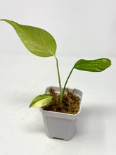 Load image into Gallery viewer, Monstera Deliciosa Aurea Variegated I
