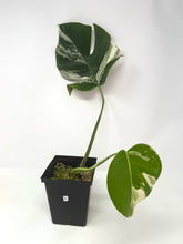 Load image into Gallery viewer, Monstera Deliciosa Albo Variegated E