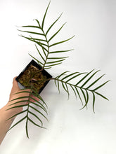 Load image into Gallery viewer, Philodendron Tortum