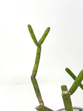 Load image into Gallery viewer, Euphorbia Alluaudii (Ships within Canada only)