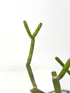 Euphorbia Alluaudii (Ships within Canada only)