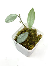 Load image into Gallery viewer, Hoya Wilbur Graves Silver G