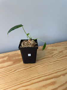 192. Philodendron Sharoniae