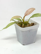 Load image into Gallery viewer, Philodendron Whipple Way
