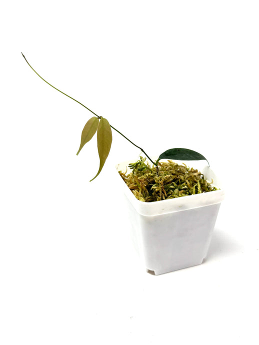 Hoya Exilis