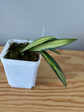 Load image into Gallery viewer, 170. Hoya Kentiana Variegated