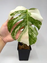 Load image into Gallery viewer, Monstera Deliciosa Albo Variegated B