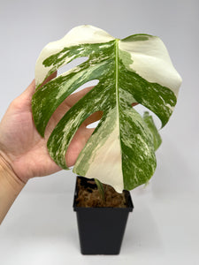 Monstera Deliciosa Albo Variegated B