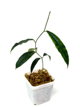 Load image into Gallery viewer, Hoya Sammannaniana