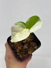 Load image into Gallery viewer, Monstera Deliciosa Albo Variegated H