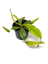 Load image into Gallery viewer, Nepenthes Dyeriana