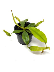 Nepenthes Dyeriana