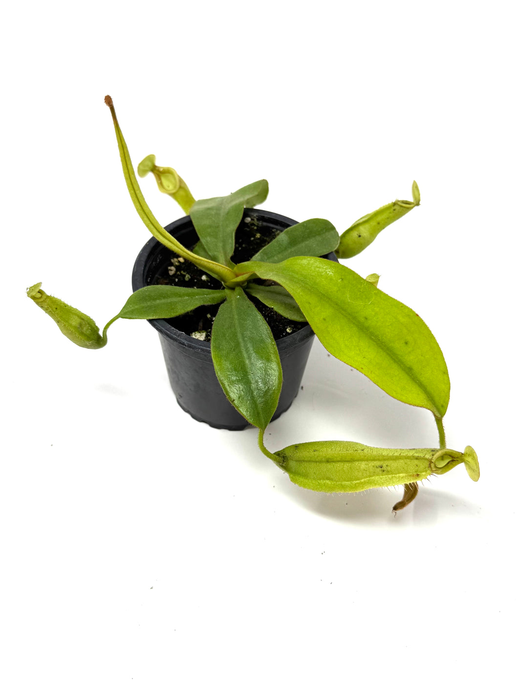 Nepenthes Dyeriana