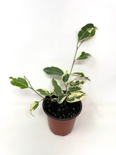 Load image into Gallery viewer, Ficus Benjamina ‘Starlight’