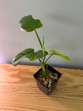 Load image into Gallery viewer, 233. Philodendron Bipennifolium Violin (less variegated)