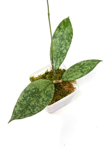 Hoya Lambii Silver C