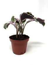 Load image into Gallery viewer, Calathea White Fusion