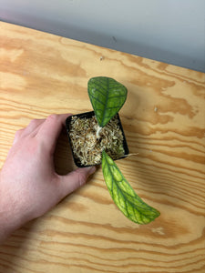 6. Hoya Deykeae