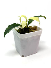 Load image into Gallery viewer, Hoya Multiflora &#39;Ghost&#39;