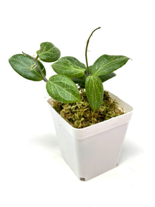 Hoya Fitchii